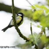 Lower Moor Farm Nature Reserve - Great tit