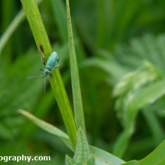 Lower Moor Farm Nature Reserve - Green Nettle Weevil
