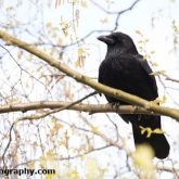 Potteric Carr - Carrion Crow