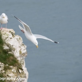 RSPB Bempton Cliffs - Herring Gull