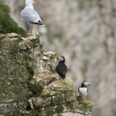 RSPB Bempton Cliffs - Puffin and Herring gull