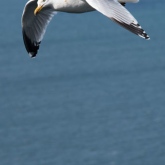 RSPB Bempton Cliffs - Herring Gull