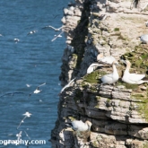 RSPB Bempton Cliffs - Gannet