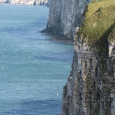 RSPB Bempton Cliffs