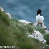 RSPB Bempton Cliffs - Razorbill