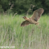RSPB Ham Wall - Bittern RSPB Ham Wall - Bittern