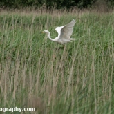 RSPB Ham Wall - Great white egret