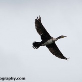 RSPB Ham Wall - Cormorant RSPB Ham Wall - Cormorant