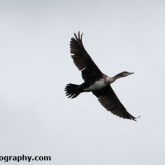 RSPB Ham Wall - Cormorant