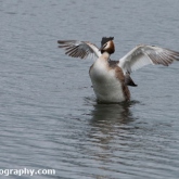 RSPB Ham Wall - Great crested grebe RSPB Ham Wall - Great crested grebe