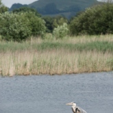 RSPB Ham Wall - Grey heron RSPB Ham Wall - Grey heron