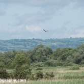 RSPB Ham Wall - Marsh harrier RSPB Ham Wall - Marsh harrier