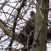 April 16th - Woodpigeon on nest