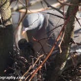 April 17th - Woodpigeon on nest with squab