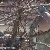 April 23rd - Squab on nest with parent nearby
