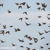 Starlings at Donna Nook Nature Reserve, Lincolnshire
