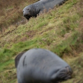 Seal at Donna Nook Nature Reserve, Lincolnshire