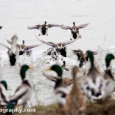 Mallard at Waters' Edge Country Park, Lincolnshire