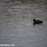 Coot at Far Ings Nature Reserve