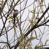 Long-Tailed Tit at Far Ings Nature Reserve