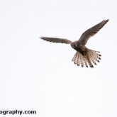 Kestrel at Waters' Edge Country Park, Lincolnshire