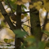 Goldcrest at Waters' Edge Country Park, Lincolnshire