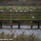 Kittiwake at Waters' Edge Country Park, Lincolnshire