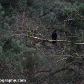 Carrion at Willingham Woods, Lincolnshire