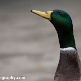 Mallard at Waters' Edge Country Park, Lincolnshire