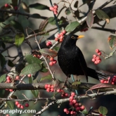 Big Garden Birdwatch - Blackbird