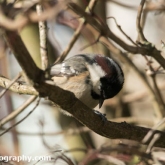 RSPB Big Garden Birdwatch 2016 - Coal Tit