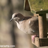 RSPB Big Garden Birdwatch 2016 - Collard Dove