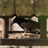 RSPB Big Garden Birdwatch 2016 - Starling