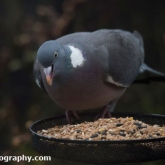 Big Garden Birdwatch 2018 - Woodpigeon