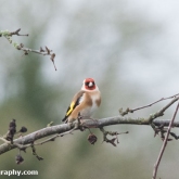 RSPB Big Garden Birdwatch - Goldfinch