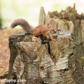 Brownsea Island - Red Squirrel