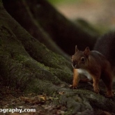 Brownsea Island - Red Squirrel