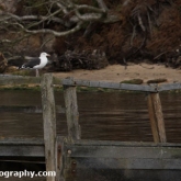 Brownsea Island - Great black-backed Gull