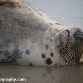 Grey Seal at Donna Nook Nature Reserve, Lincolnshire