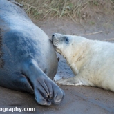 Grey Seals at Donna Nook Nature Reserve, Lincolnshire