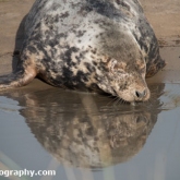 Grey Seal at Donna Nook Nature Reserve, Lincolnshire