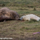 Grey Seals at Donna Nook Nature Reserve, Lincolnshire - New born