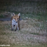 Fox cub