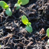 Birdfoot trefoil Birdfoot trefoil