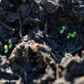 Common fleabane Common fleabane