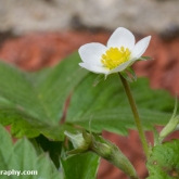 Strawberry plants are flowering Strawberry plants are flowering