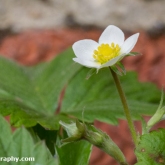 Strawberry plants are flowering