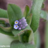 Field forget-me-not Field forget-me-not