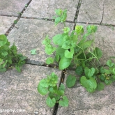 Garlic mustard