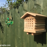 Solitary bee hive